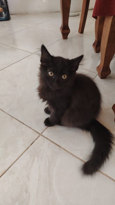 Котята, умные и игривые