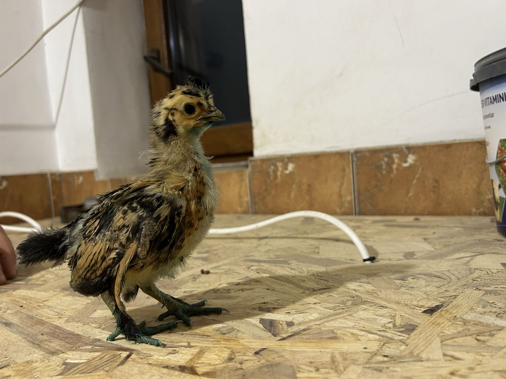 Pui Australorp negru