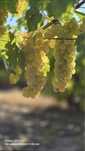 Struguri de vin toate soiurile disponibile livare gratuita /PRODUCATOR