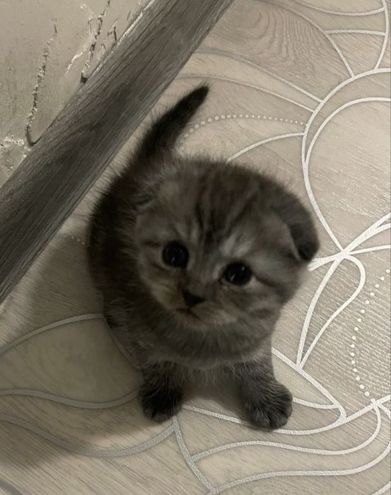 Котенок шотландский вислоухий