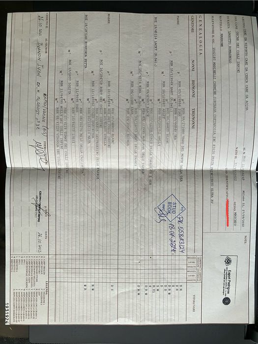 Lagotto Romagnolo / Лагото романьоло