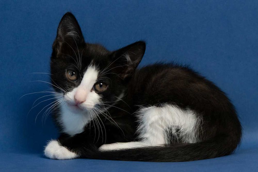 Котета на 3 месеца търсят дом