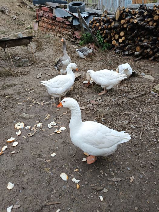 Vînd gâște sau schimb cu puicuțe mixte