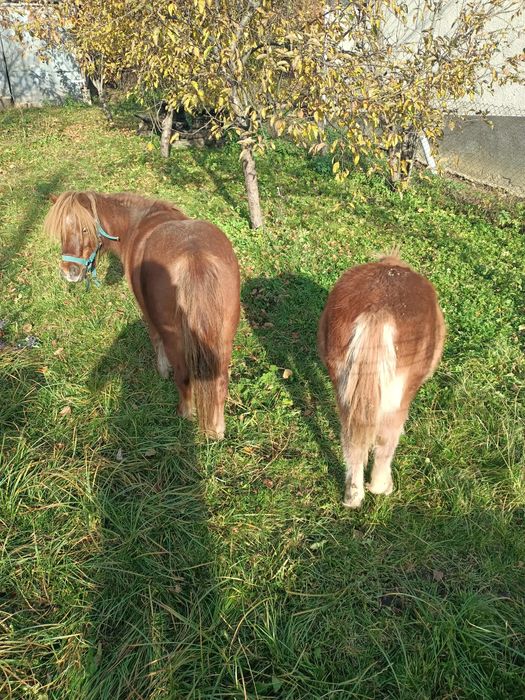 Vând poneită cu vârsta de 8 luni