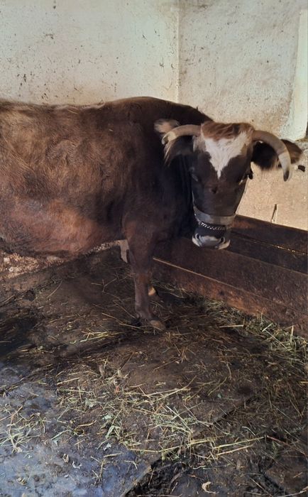 Vaca buna de lapte de vanzare