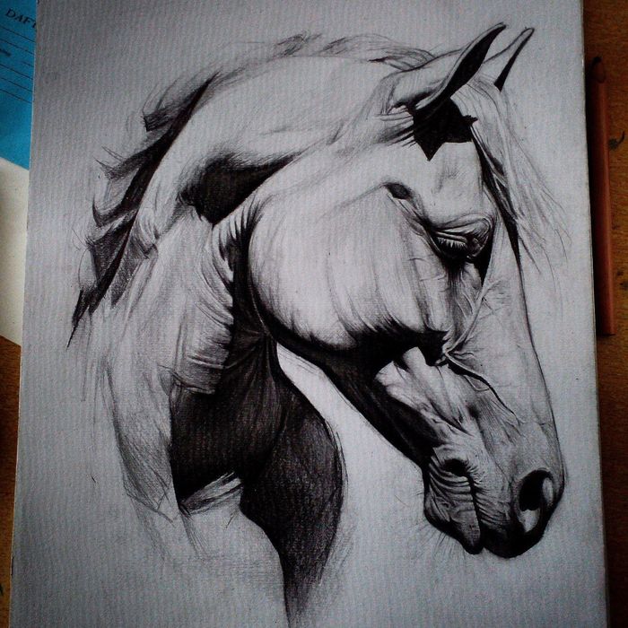 Рисунок карандашом лошадь. Так же рисую на заказ!