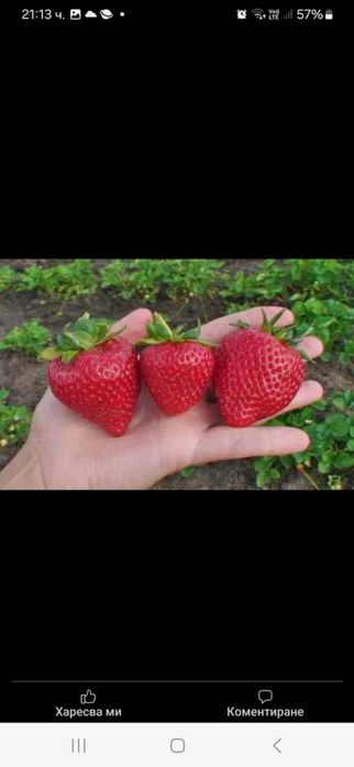 Продавам разсад ягоди и малини