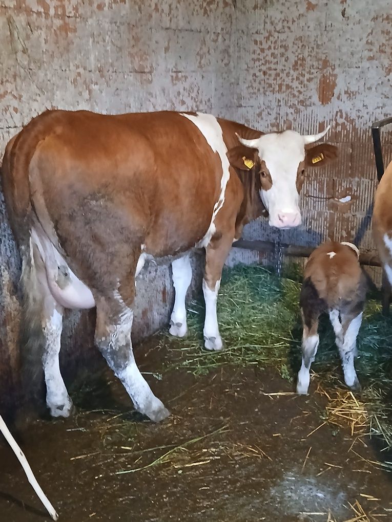 Vand 2 juninci o vitea 24 de oi 20 de miei si capre