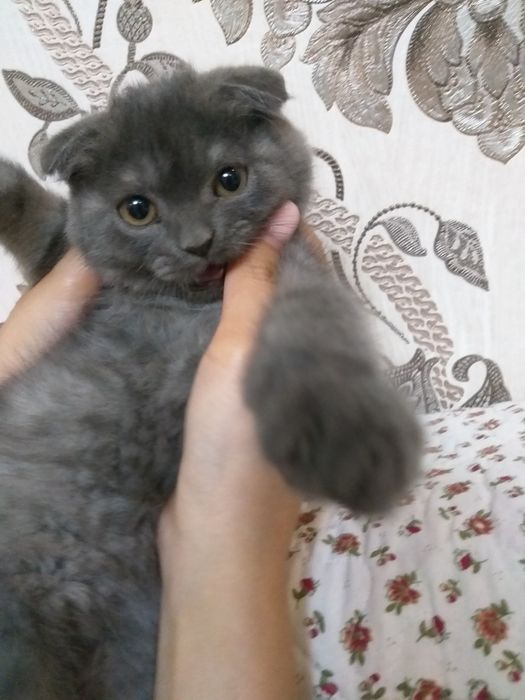 Zotdor britaniskiy mushuk bolasi sotiladi