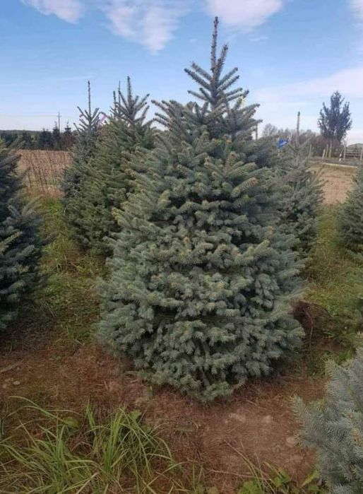 Plante ornamentale pentru amenajarea curți sau a unui gard viu