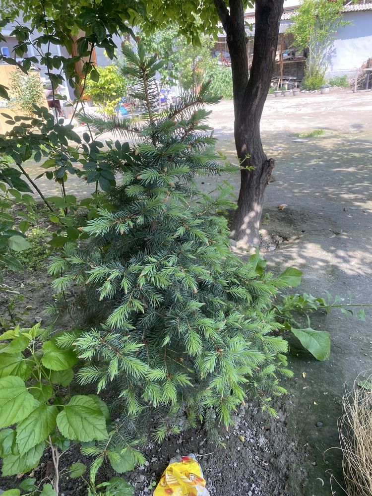 Индиский юка, ва арча пихта сотилади