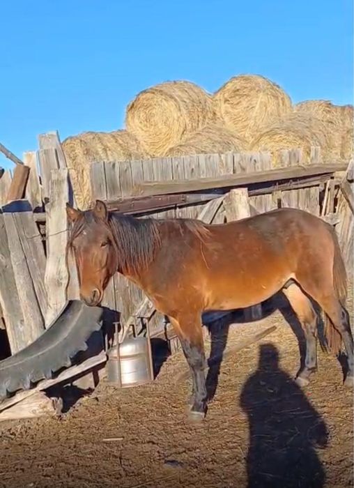 Продам 2х годовалого жеребца