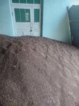 Sorgo urugʻ sotiladi