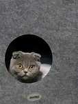 British Shorthair Fold superbă