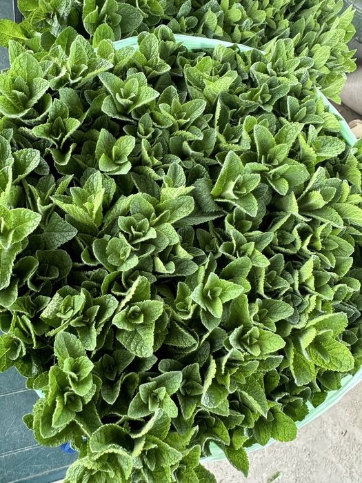 Vand Menta olandeza