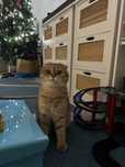 Adoptie pisica felina 2 ani