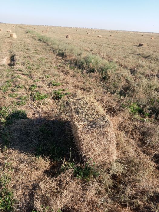 Беда бор сотилади