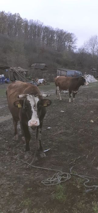 Vand 2 vaci si o iapa