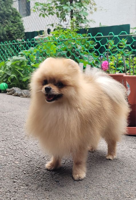 Михал-Михалыч, цверг шпиц