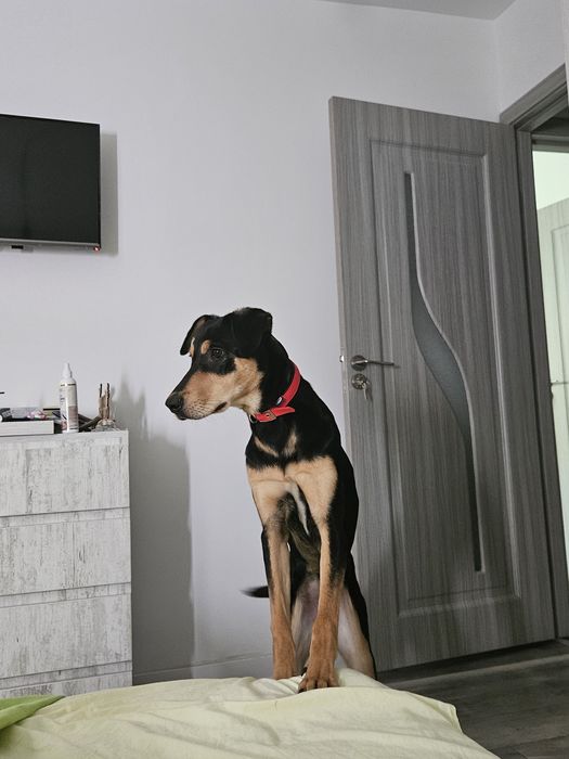 Donez Cățelușă Copoi Ardelenesc -Metiși