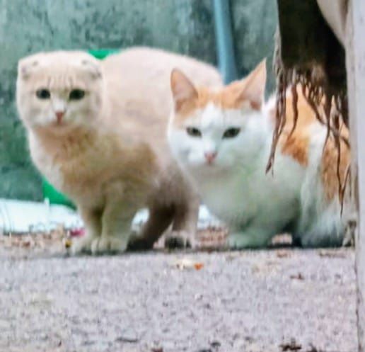 Ждём любящих хозяев