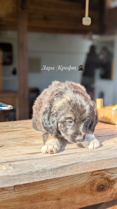 Подаряваме кученца