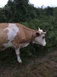 Vand vaca cu vitea