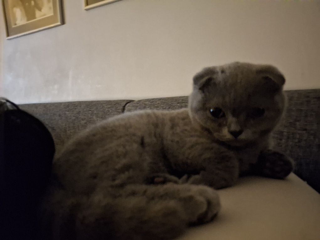 Шотландска Клепоуха котка