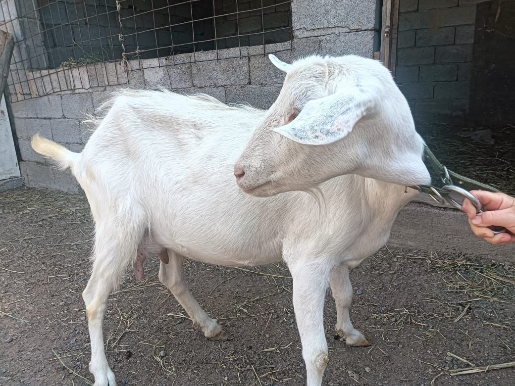 Заненский ешкілер