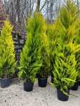 Plante ornamentale oriunde in tara