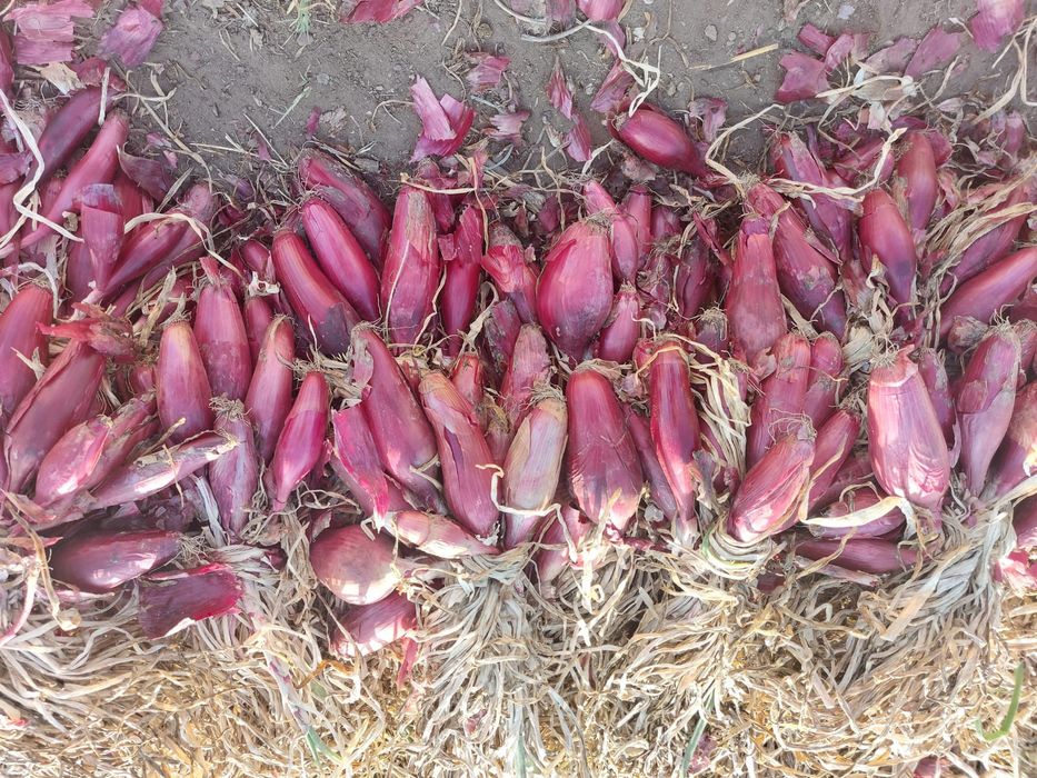 Ceapă de apă roșie