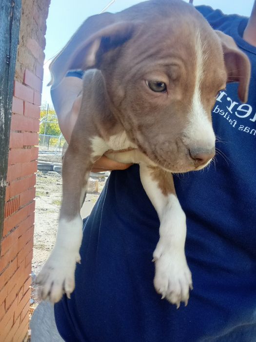 Питбули на два месеца