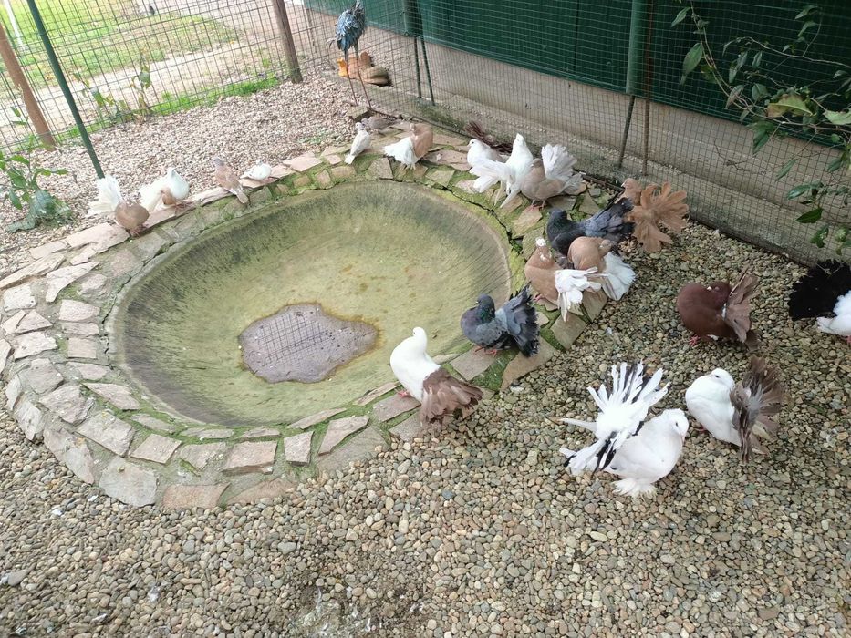 Vând porumbei voltati