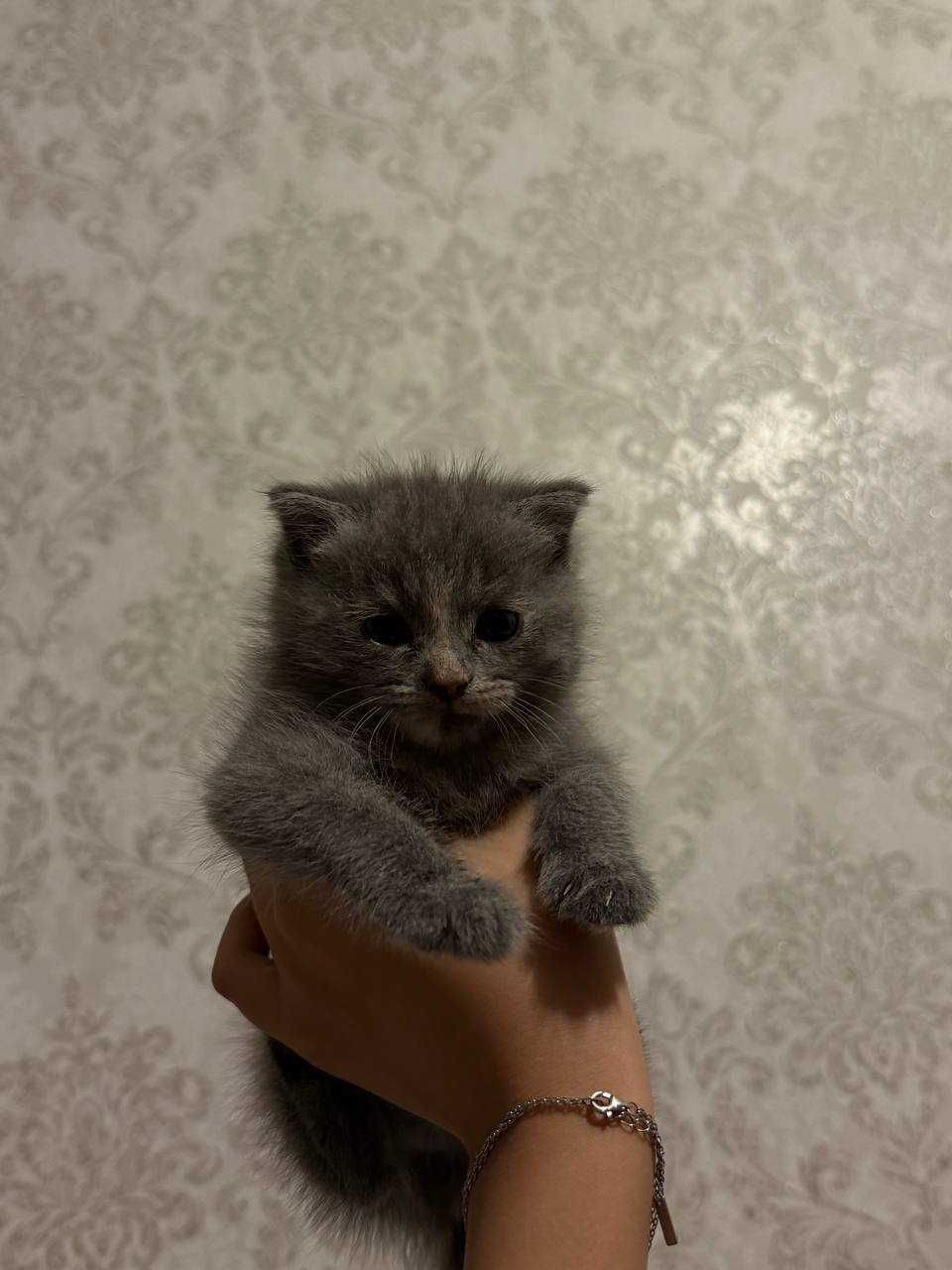 Продается очаровательный котёнок!