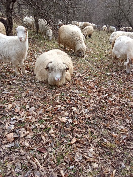 Vând o oaie țurcană