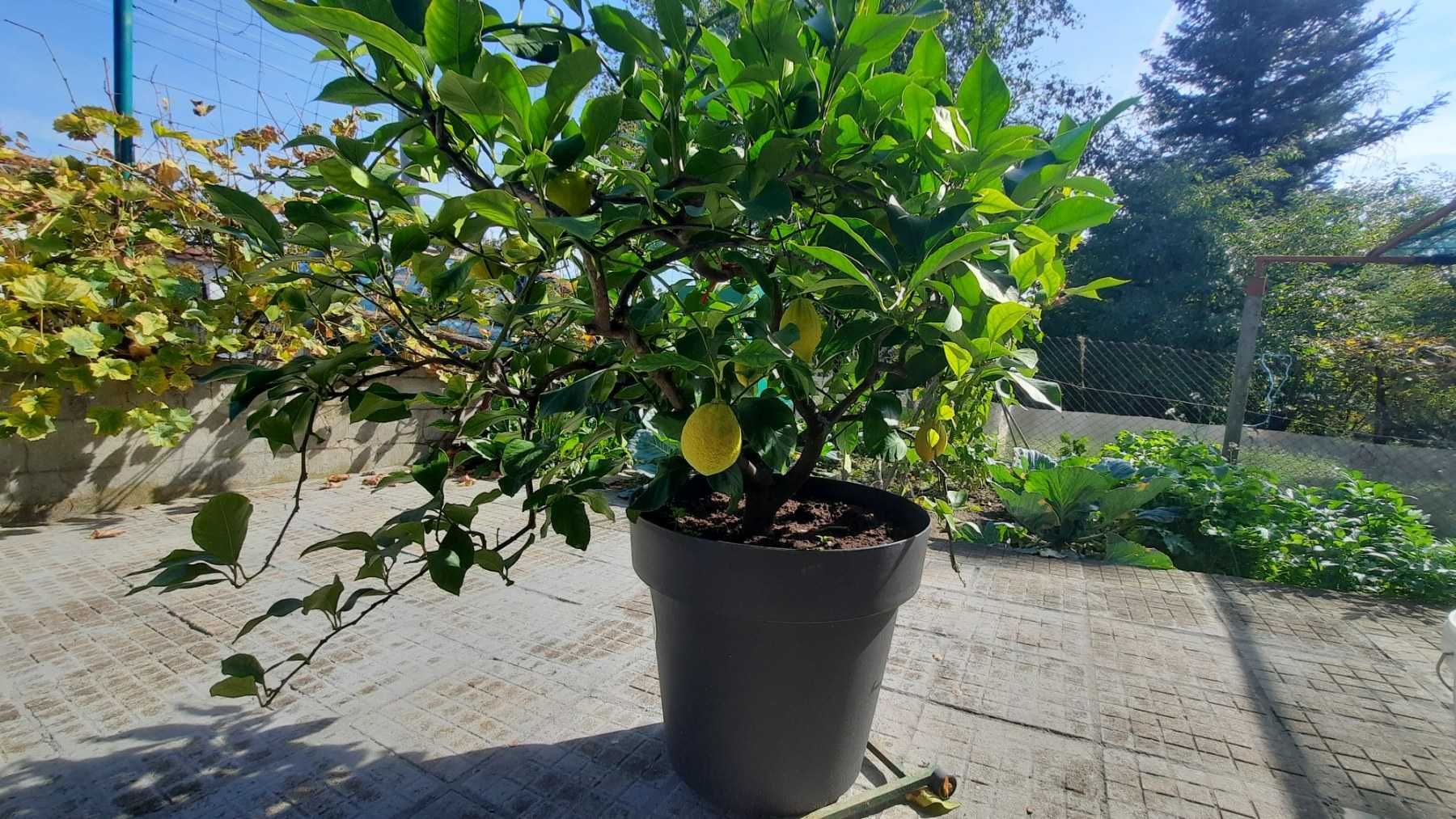 Лимон растение 17 годишен