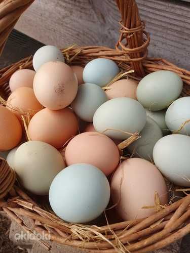 Домашние куриные яйца – свежие, натуральные, вкусные