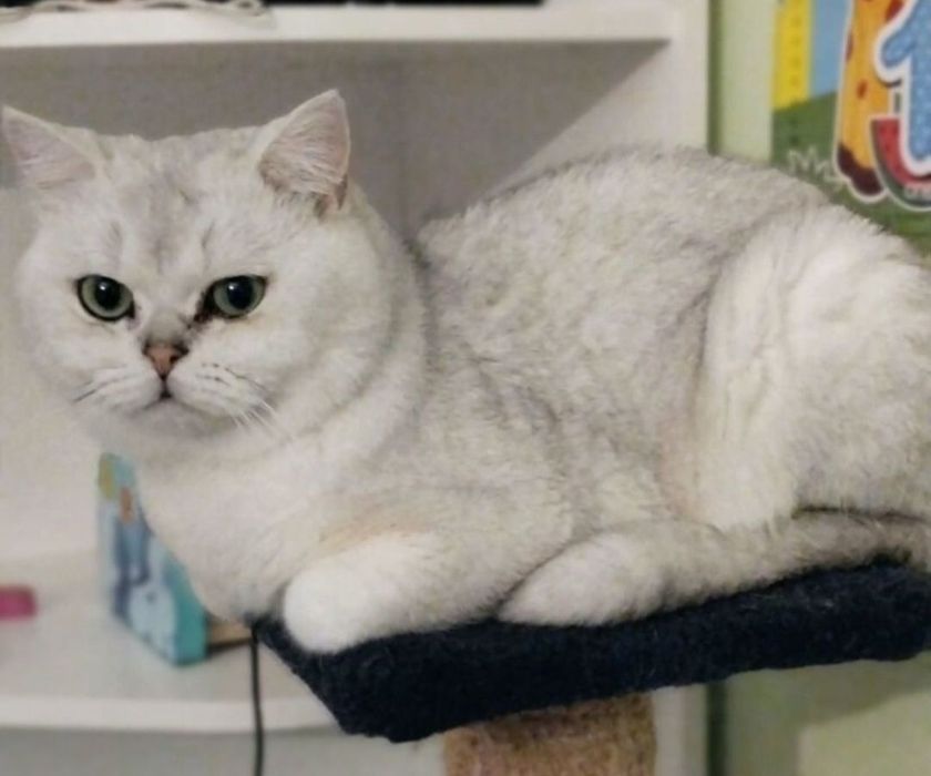 Шикарный кот на вязку, шиншилла серебро