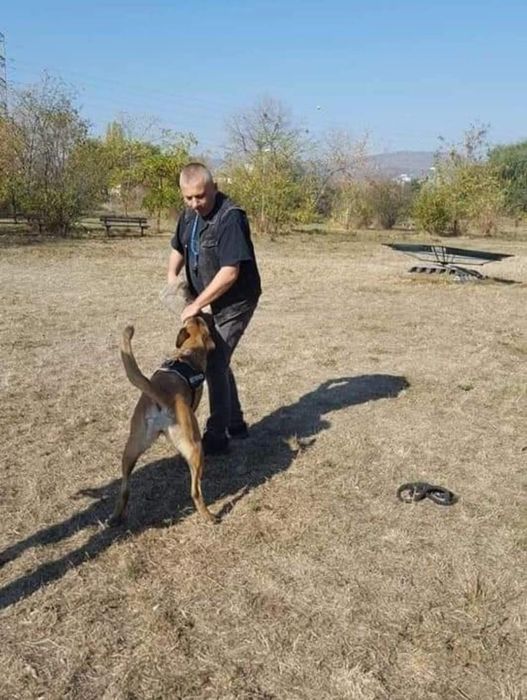 Dresaj câini disciplina/ pază apărare