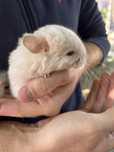 Pui chinchilla bej/alb
