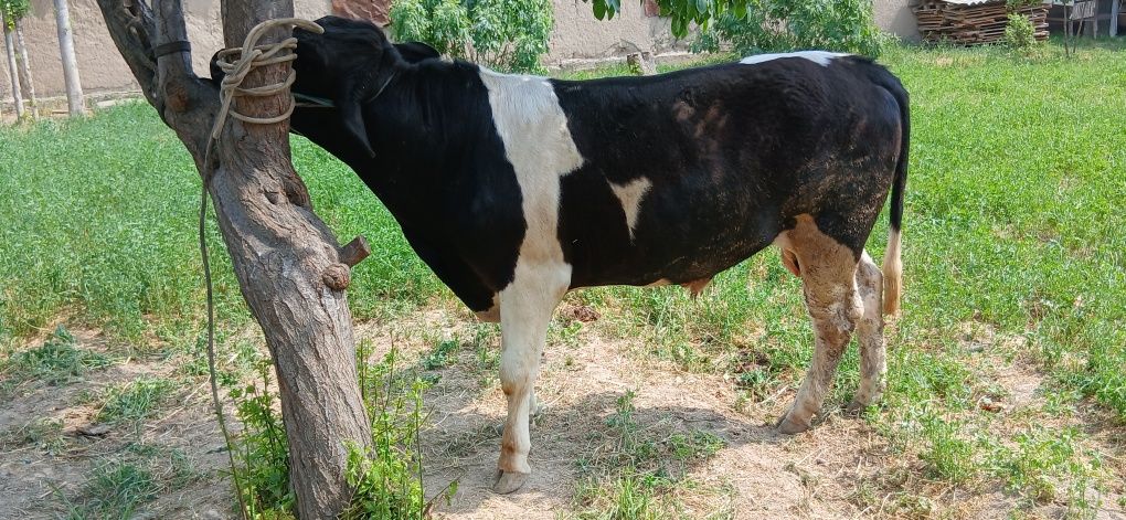 Gibrid sifatli sog'lom  buqala sotiladi
