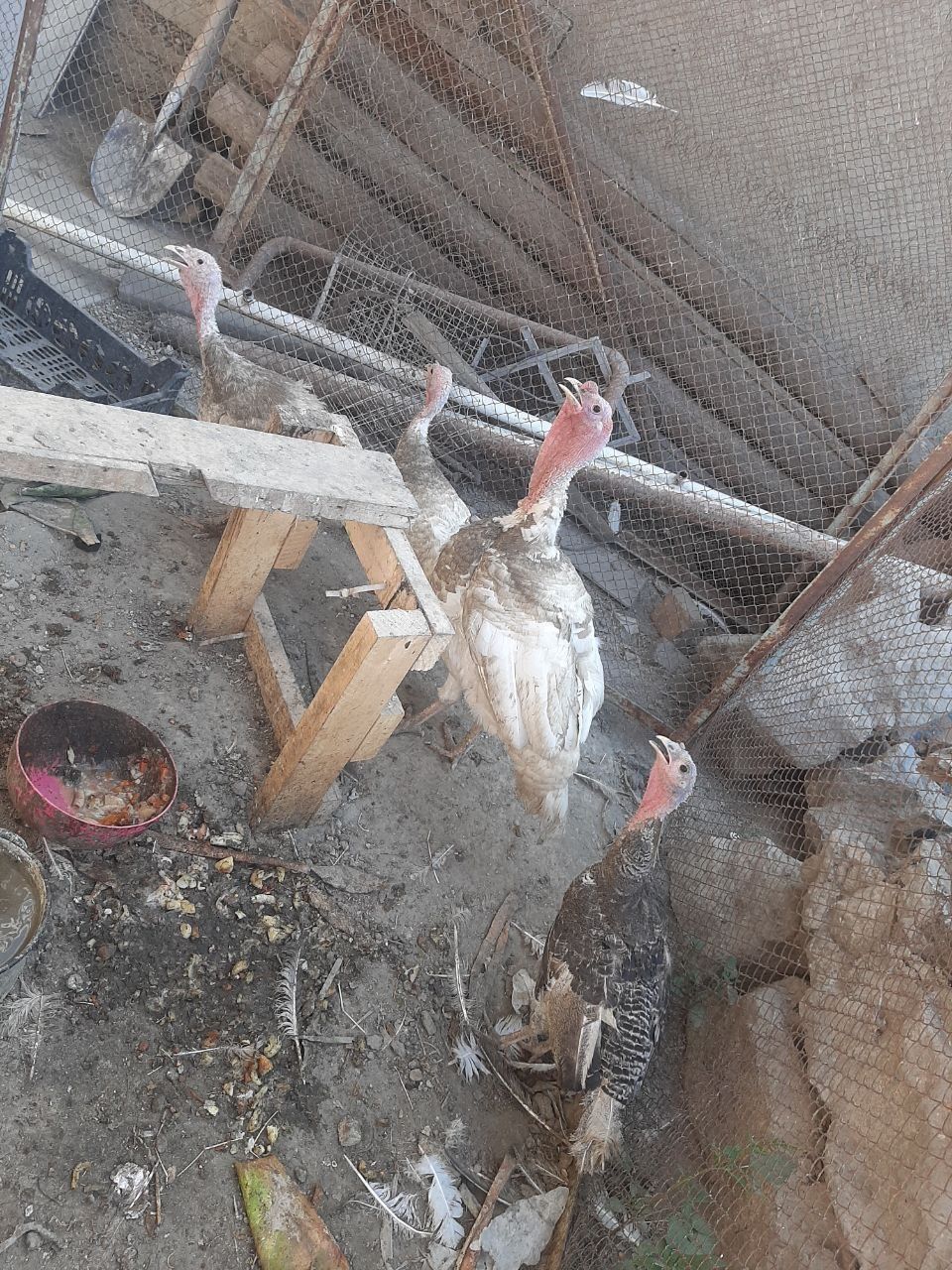 Induklar sotiladi.Tuxum tugyapti