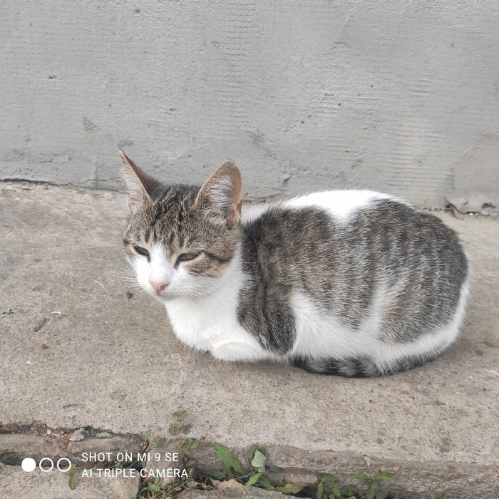 Donez pisici de 2-3 luni