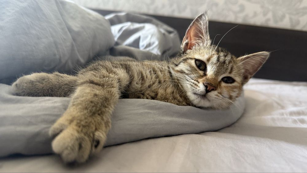 Котенок 3 месяцев
