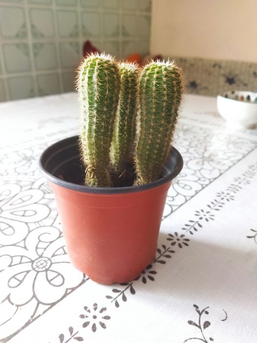 Кактус продам,1000тг