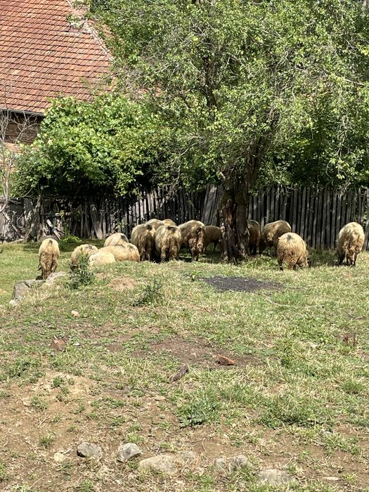 Turmă frumoasă de oi