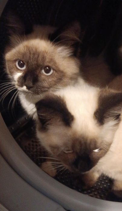 Породисти мъжки котки