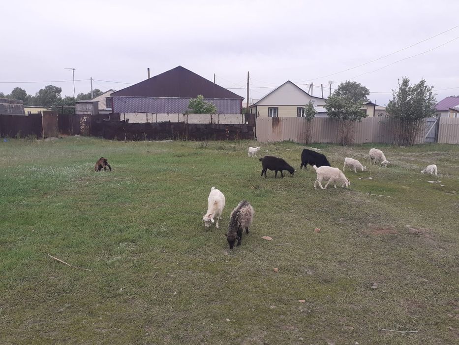 Продам коз и козлят