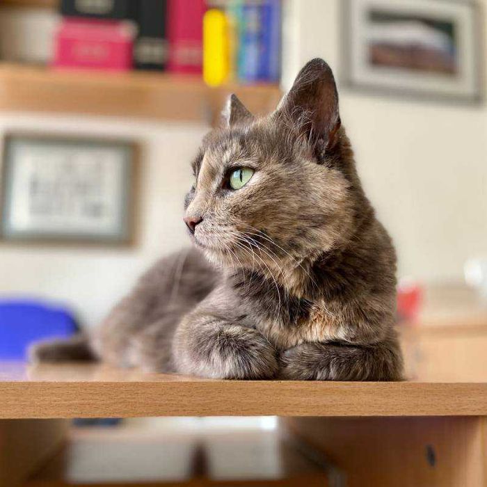 Подарявам млада женска костенуркова котка Patch