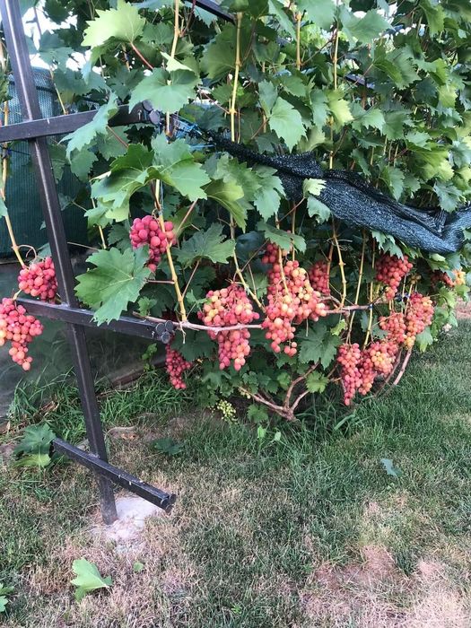 Vând vita de vie struguri de masă